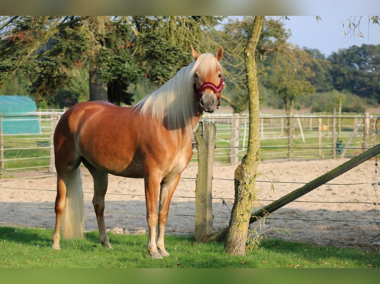Edelbluthaflinger Stute 7 Jahre 150 cm Fuchs in Heemsen