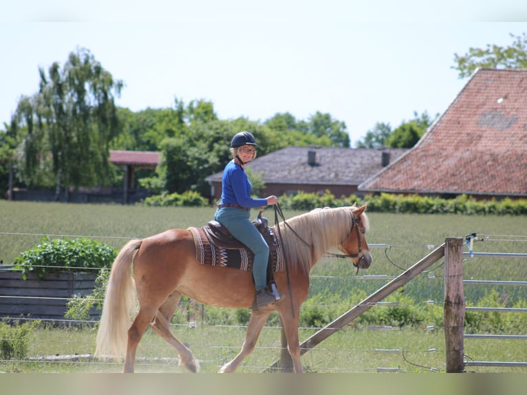 Edelbluthaflinger Stute 7 Jahre 150 cm Fuchs in Heemsen