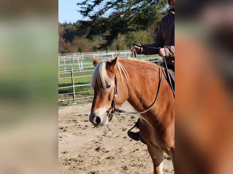 Edelbluthaflinger Stute 7 Jahre 150 cm Fuchs in Heemsen