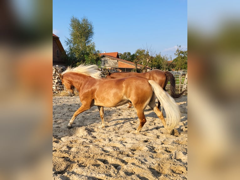 Edelbluthaflinger Stute 7 Jahre 150 cm Fuchs in Heemsen