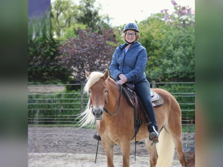 Edelbluthaflinger Stute 7 Jahre 150 cm Fuchs in Heemsen