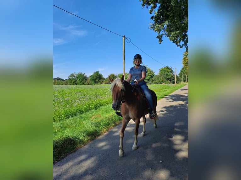 Edelbluthaflinger Stute 7 Jahre 150 cm Fuchs in Heemsen