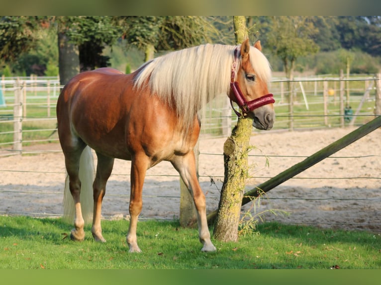 Edelbluthaflinger Stute 7 Jahre 150 cm Fuchs in Heemsen