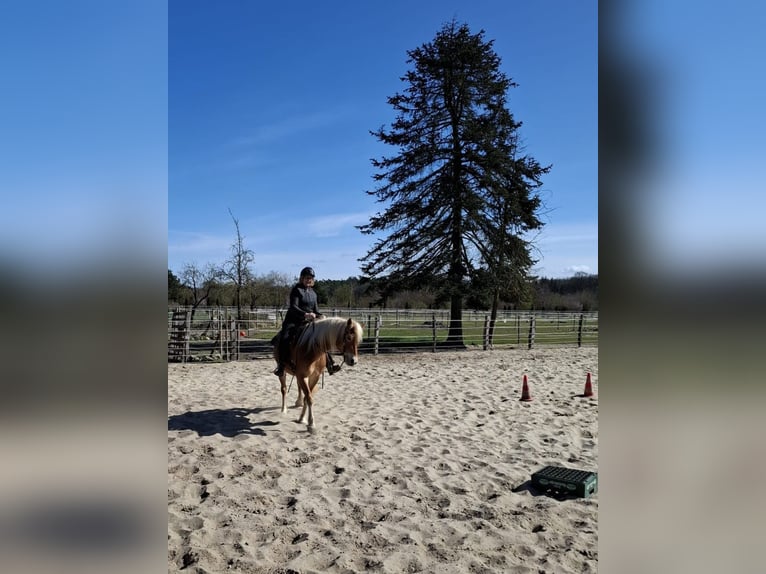 Edelbluthaflinger Stute 7 Jahre 150 cm Fuchs in Heemsen