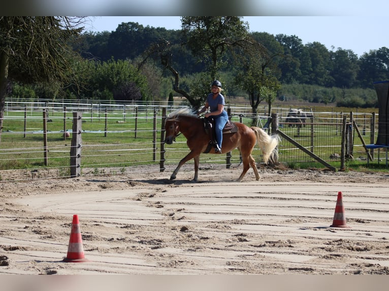 Edelbluthaflinger Stute 7 Jahre 150 cm Fuchs in Heemsen