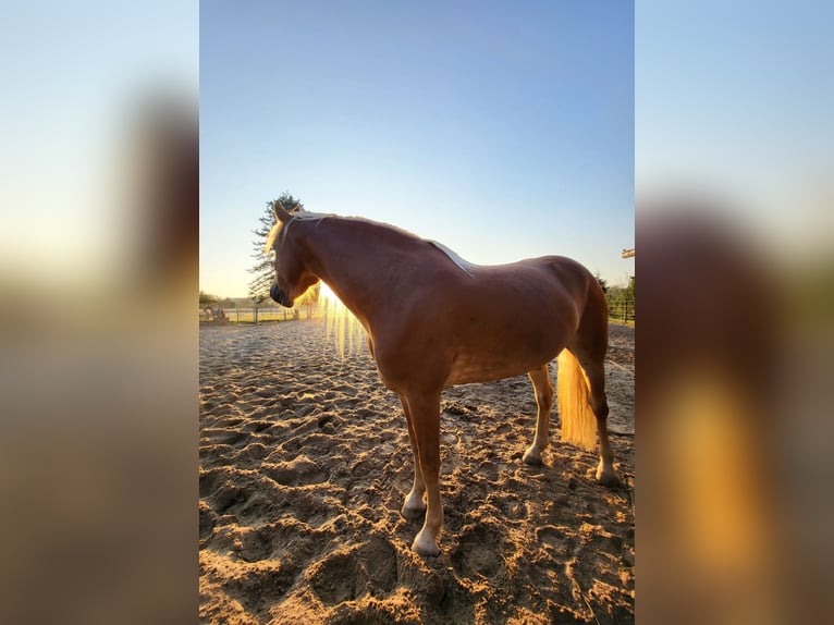Edelbluthaflinger Stute 7 Jahre 150 cm Fuchs in Heemsen