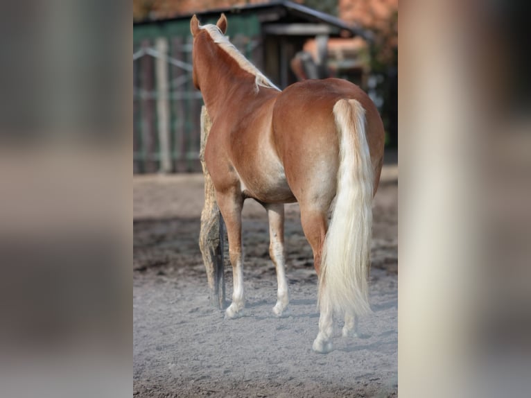 Edelbluthaflinger Stute 7 Jahre 150 cm Fuchs in Heemsen