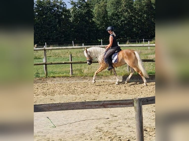Edelbluthaflinger Stute 7 Jahre 151 cm Fuchs in Hamm