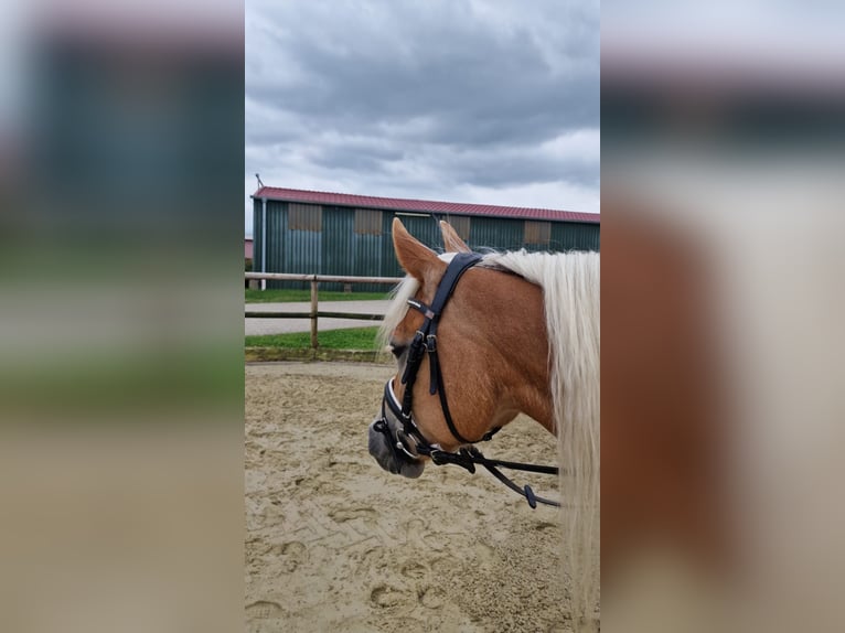 Edelbluthaflinger Stute 7 Jahre 151 cm Fuchs in Hamm