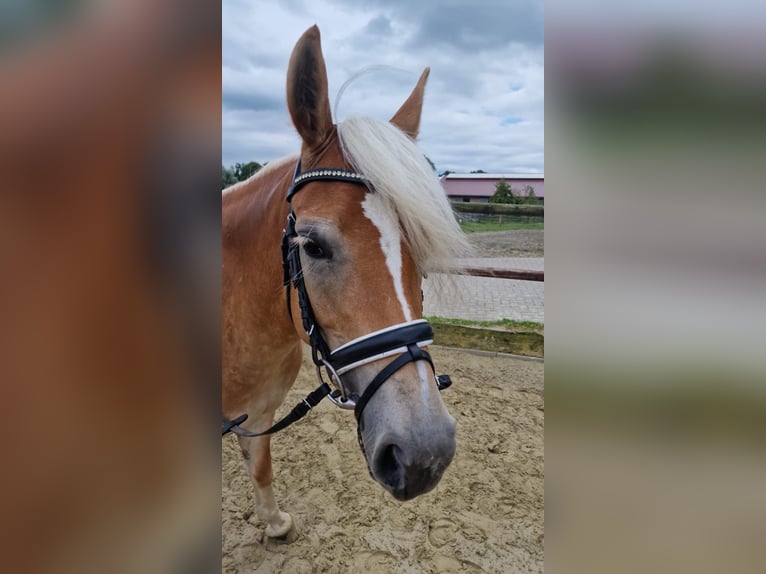 Edelbluthaflinger Stute 7 Jahre 151 cm Fuchs in Hamm