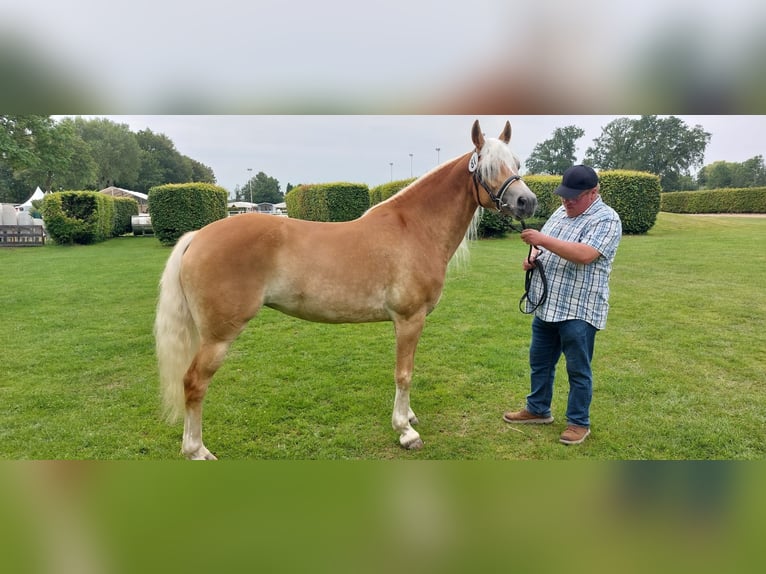 Edelbluthaflinger Stute 7 Jahre 151 cm Fuchs in Hamm