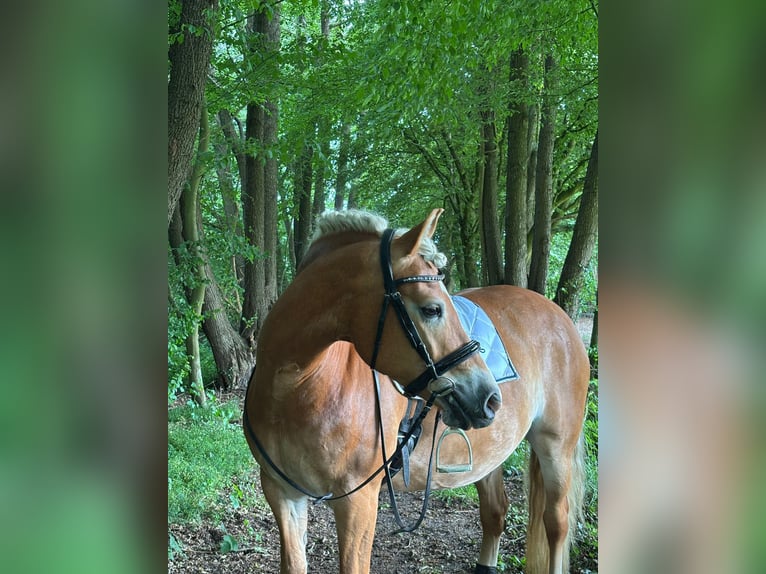 Edelbluthaflinger Stute 7 Jahre 152 cm Fuchs in Bremen