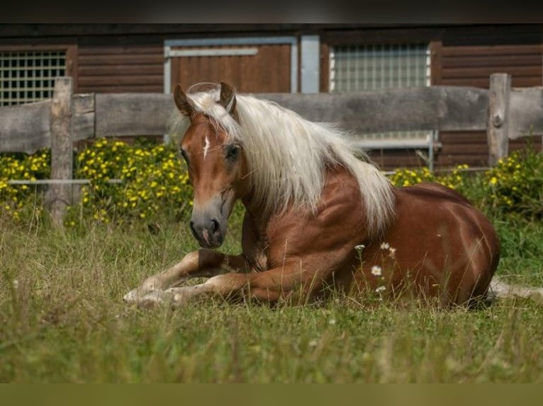 Edelbluthaflinger Stute 7 Jahre 152 cm Fuchs in Bremen
