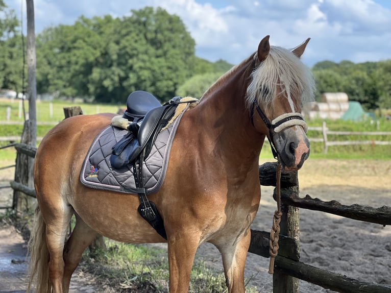 Edelbluthaflinger Stute 7 Jahre 152 cm Fuchs in Bremen