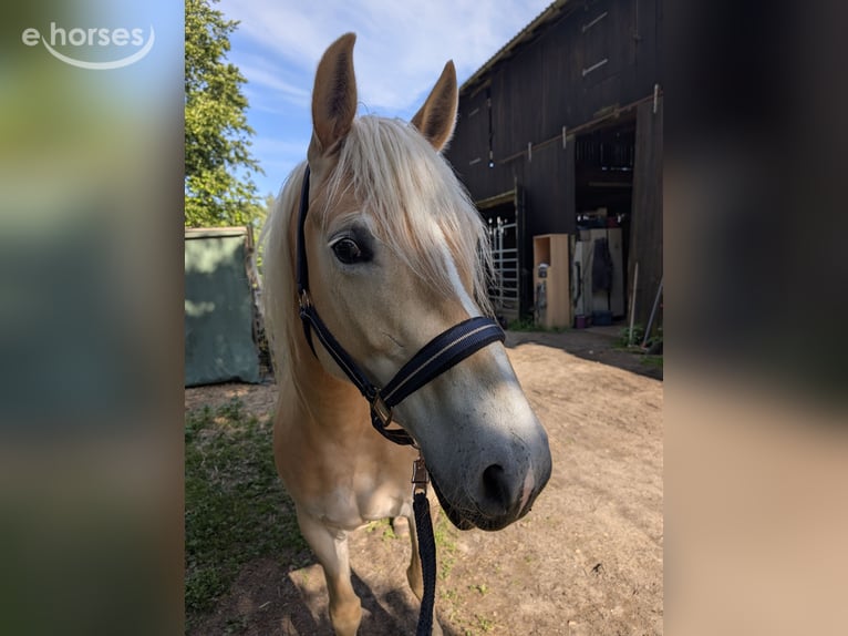 Edelbluthaflinger Stute 7 Jahre 153 cm  in Mönkloh