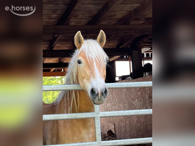 Edelbluthaflinger Stute 7 Jahre 153 cm  in Mönkloh
