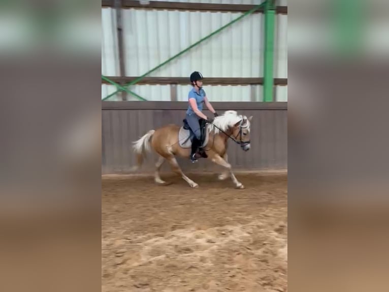 Edelbluthaflinger Stute 8 Jahre 141 cm Fuchs in Wadern