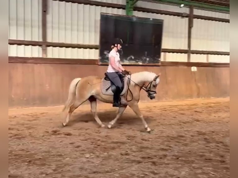Edelbluthaflinger Stute 8 Jahre 141 cm Fuchs in Wadern