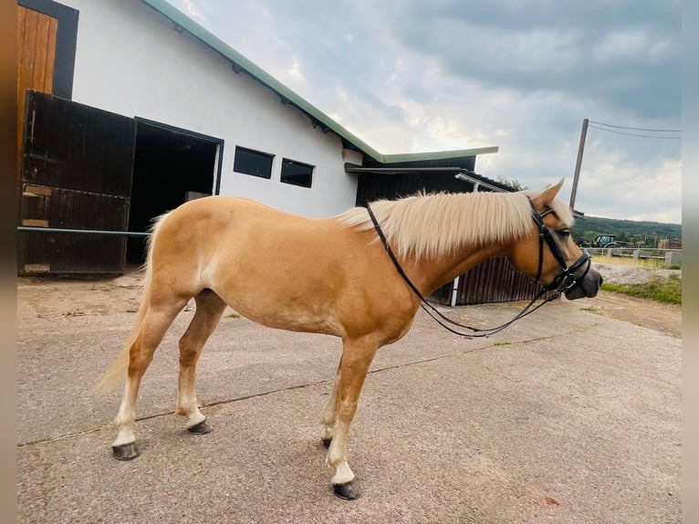 Edelbluthaflinger Stute 8 Jahre 141 cm Fuchs in Wadern