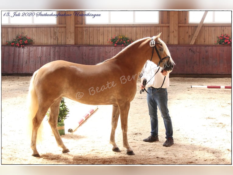 Edelbluthaflinger Stute 8 Jahre 145 cm in Brunnen