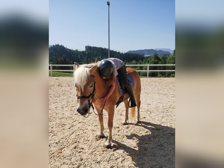 Edelbluthaflinger Stute 8 Jahre 145 cm Fuchs in Bolsterlang