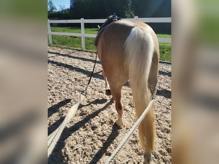 Edelbluthaflinger Stute 8 Jahre 145 cm Fuchs in Bolsterlang