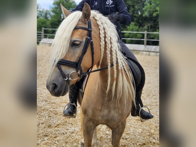Edelbluthaflinger Stute 8 Jahre 147 cm in Waidhofen