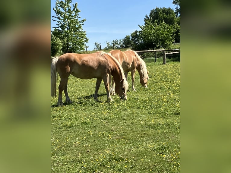 Edelbluthaflinger Stute 8 Jahre 150 cm Dunkelfuchs in Lienen