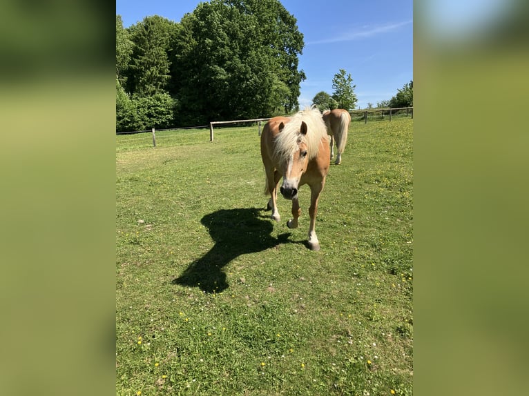 Edelbluthaflinger Stute 8 Jahre 150 cm Dunkelfuchs in Lienen