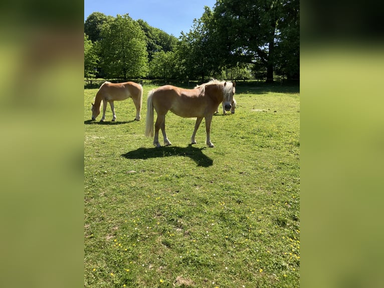 Edelbluthaflinger Stute 8 Jahre 150 cm Dunkelfuchs in Lienen