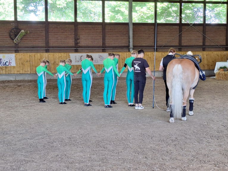 Edelbluthaflinger Stute 8 Jahre 152 cm Fuchs in Harsewinkel