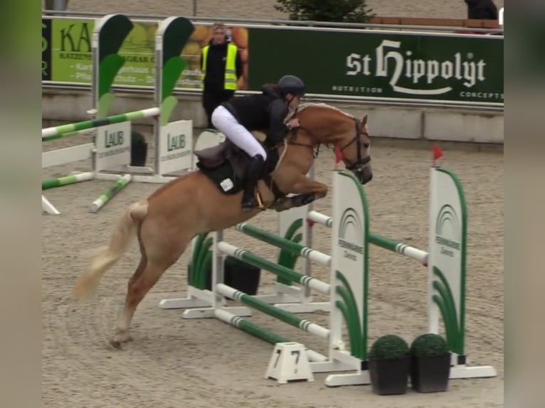 Edelbluthaflinger Stute 8 Jahre 153 cm Fuchs in St.Gangloff