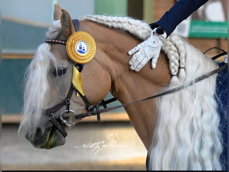 Edelbluthaflinger Stute 8 Jahre 153 cm Fuchs in St.Gangloff