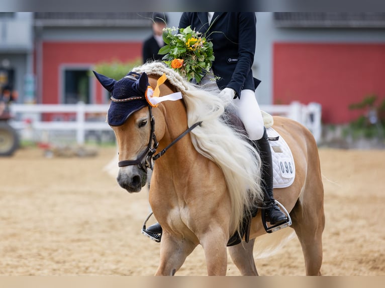 Edelbluthaflinger Stute 8 Jahre 153 cm Fuchs in St.Gangloff