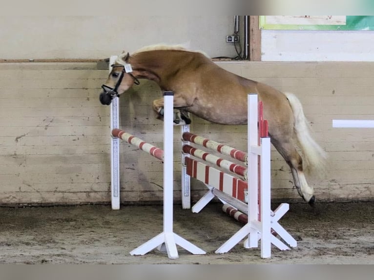 Edelbluthaflinger Stute 9 Jahre 145 cm Fuchs in Grumbach