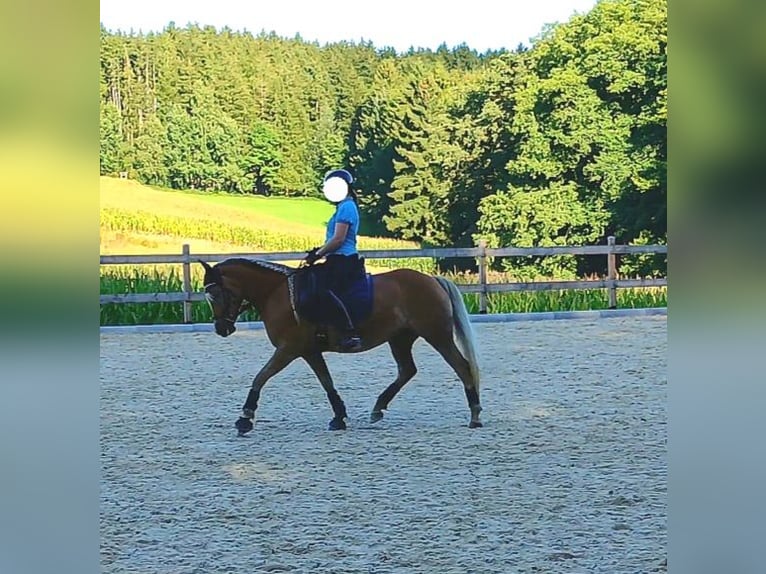 Edelbluthaflinger Stute 9 Jahre 147 cm Fuchs in Sch&#xF6;nau