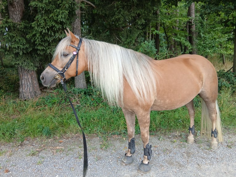 Edelbluthaflinger Stute 9 Jahre 147 cm Fuchs in Sch&#xF6;nau
