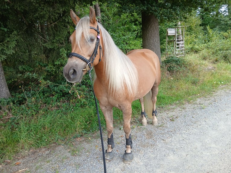 Edelbluthaflinger Stute 9 Jahre 147 cm Fuchs in Sch&#xF6;nau