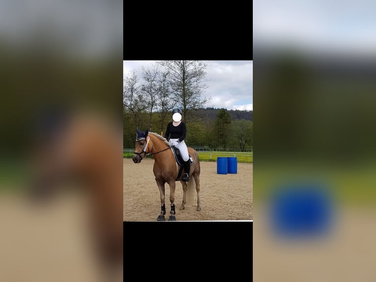 Edelbluthaflinger Stute 9 Jahre 147 cm Fuchs in Sch&#xF6;nau