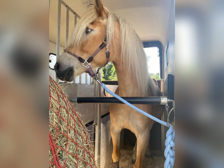 Edelbluthaflinger Stute 9 Jahre 152 cm Cremello in Zachow