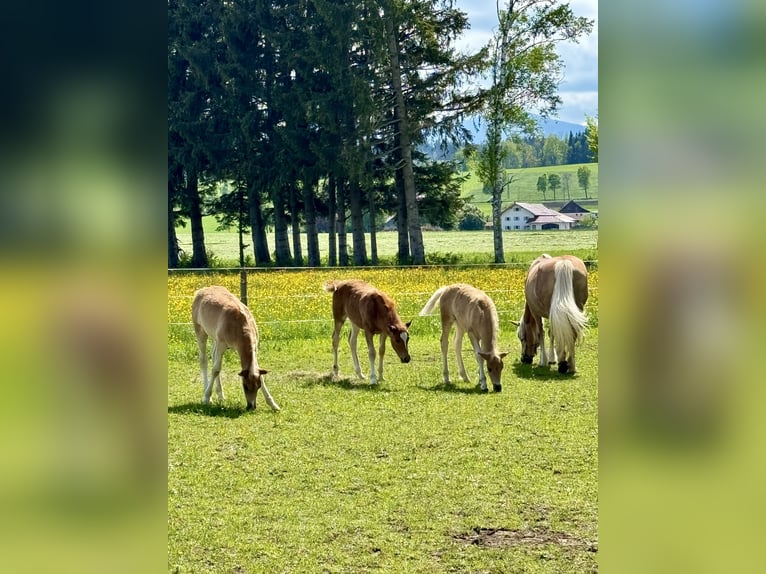 Edelbluthaflinger Stute Fohlen (03/2024) Fuchs in Rottenbuch