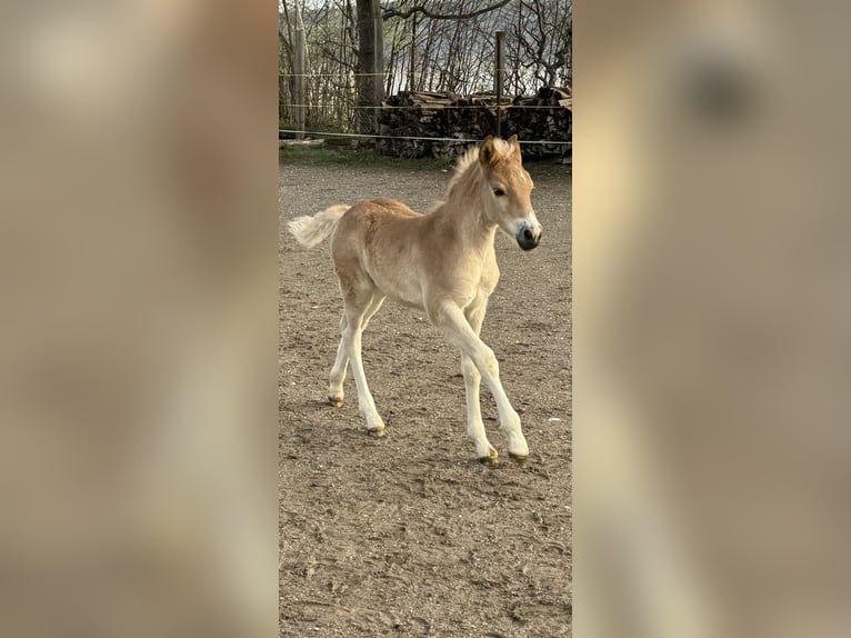 Edelbluthaflinger Stute Fohlen (03/2024) Fuchs in Rottenbuch