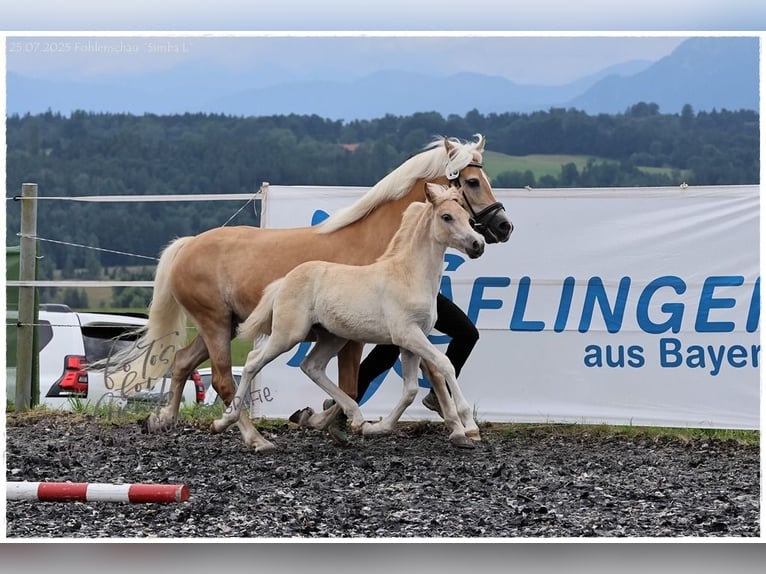 Edelbluthaflinger Stute Fohlen (05/2025) Fuchs in Huglfing
