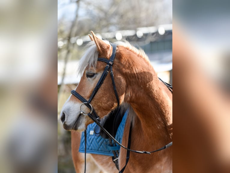 Edelbluthaflinger Valack 5 år 143 cm Palomino in Schwedeneck