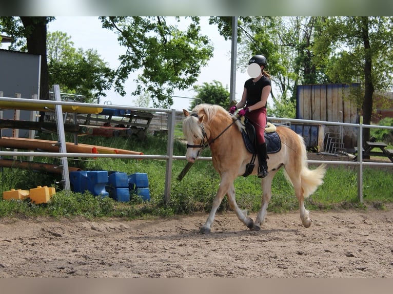 Edelbluthaflinger Wałach 15 lat 151 cm Kasztanowata in Lübbecke