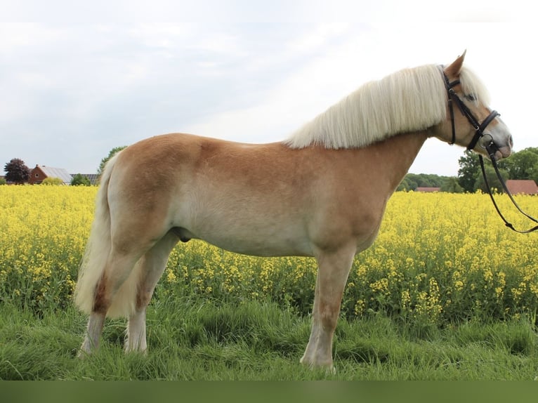 Edelbluthaflinger Wałach 15 lat 151 cm Kasztanowata in Lübbecke