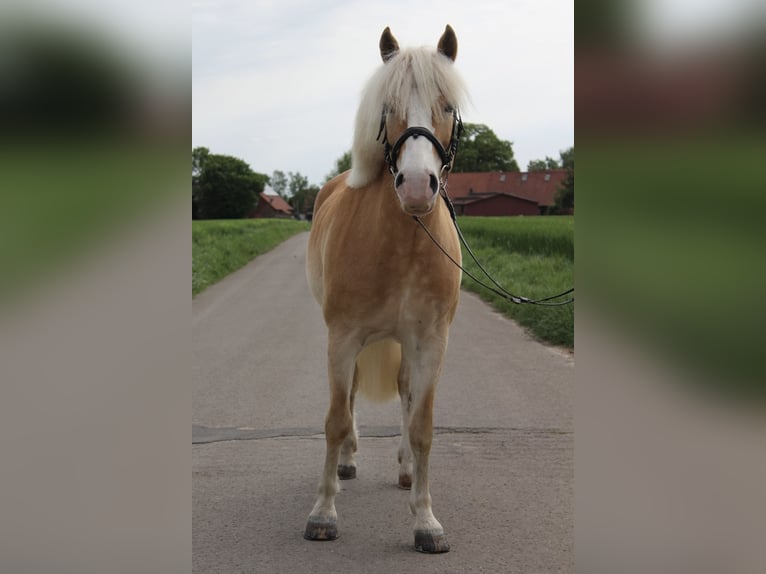 Edelbluthaflinger Wałach 15 lat 151 cm Kasztanowata in Lübbecke