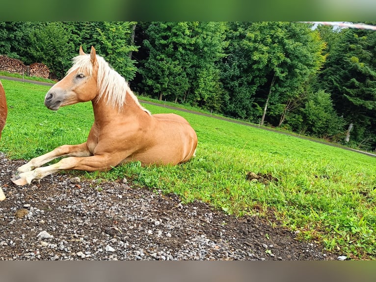Edelbluthaflinger Wałach 1 Rok Kasztanowata in Hohenems