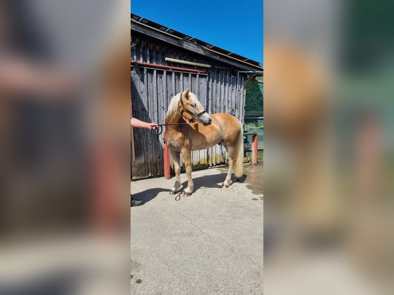 Edelbluthaflinger Wałach 2 lat 147 cm in Berg