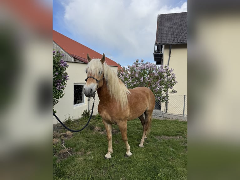 Edelbluthaflinger Wałach 2 lat 148 cm Kasztanowata in Erdweg